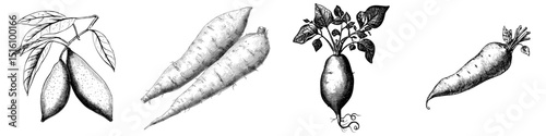 A sweet potato is depicted in a black and white outline sketch, presented as a scratch board imitation in vintage line art style on a white background