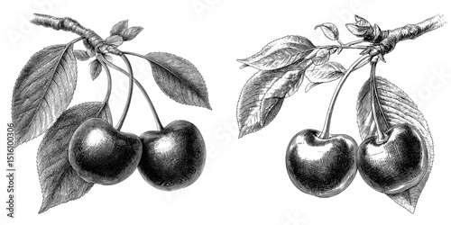 Modern illustration featuring a detailed black and white depiction of two cherries with leaves on a branch