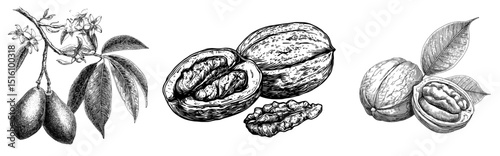 Modern illustration featuring a detailed black and white sketch of a walnut