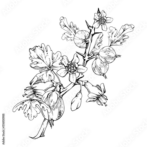 Gooseberry berries leaves flower buds on thorny branch, ripe garden juneberry casseille currant. Cut out botanical illustration vector ink hand drawn. Home preserves cookbook, seasonal farmer calendar