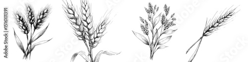 An intricate hand-drawn image of a wheat grain rendered in black and white