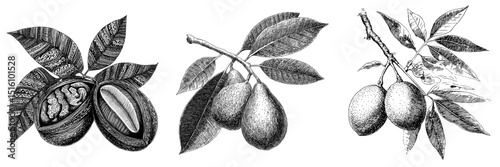 A detailed sketch of a walnut accompanied by leaves showcases intricate lines and shading