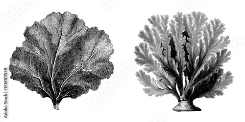 A detailed monochrome representation of coral structure featuring intricate patterns