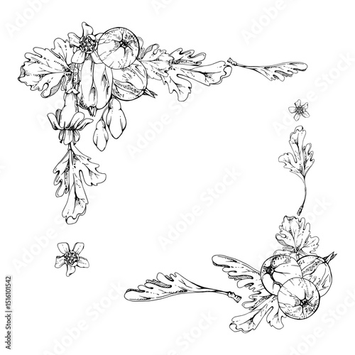 Gooseberry ripe garden berries, bell flower buds leaves hand drawn in vector ink. Currant casseille huckleberry jostaberry. Isolated corner square frame illustration. Wedding stationery, florist shop