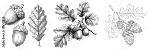 A modern illustration in black and white, showcasing hand drawn oak acorns and leaves