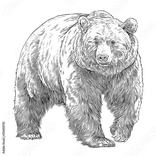A detailed sketch style illustration of a black and white grizzly bear, presented in a modern format