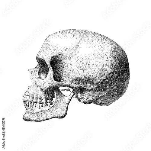 Detailed illustration of a human skull in side view, created in modern sketch style with black and white tones