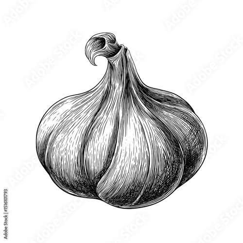 This modern illustration showcases a hand-drawn, monochrome sketch of one onion, including its shadow, in exquisite detail