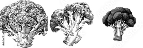 Modern illustration featuring a detailed black and white sketch of broccoli with intricate shading, presented as an art piece