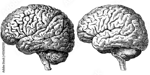 A human brain sketch is depicted in a detailed black and white vintage illustration, presented as a modern artwork