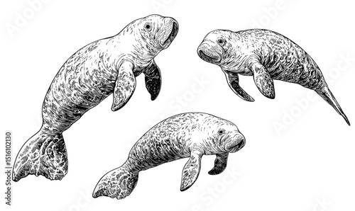 Modern illustration featuring a black and white vintage style art depiction of a manatee swimming