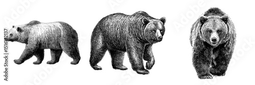 A modern illustration features a detailed sketch of a brown bear walking, depicted in black and white