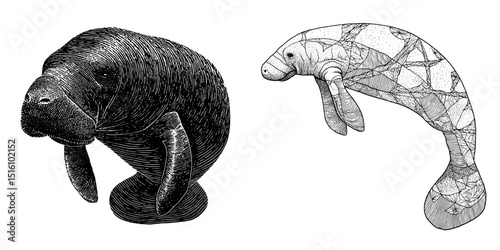 The modern illustration showcases a black and white detailed manatee with prominent texture lines
