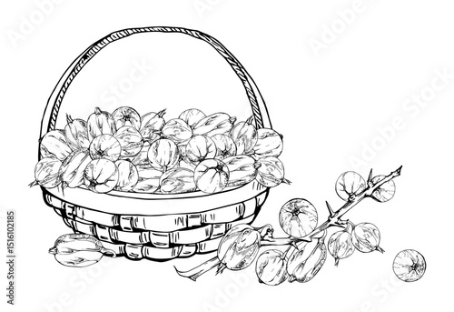 Gooseberry Currant berries leaves, thorny branch in weaved basket, hand drawn in vector ink, ripe picked harvest, lingonberry huckleberry isolated illustration. Restaurant menu, farmers market grocery