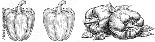 Modern illustration techniques are applied to create a detailed black and white image of a bell pepper, executed in a vintage style