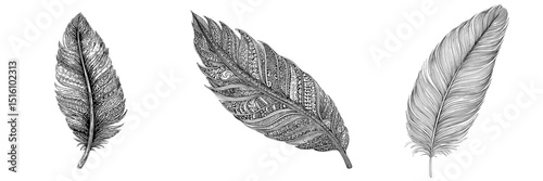 A delicate monochrome feather displays intricate line art and organic sophistication