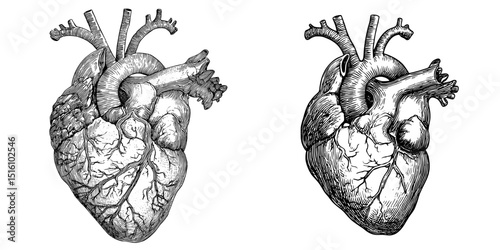 A detailed heart anatomy featuring complex veins and arteries is depicted in monochrome