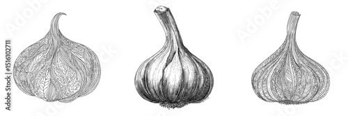 A garlic bulb is illustrated in detailed black and white with intricate lines in this modern artwork
