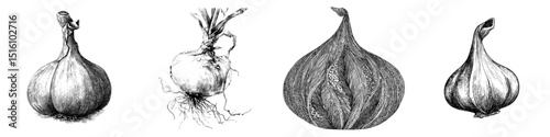 Modern illustration featuring a detailed black and white sketch of a single onion with intricate lines