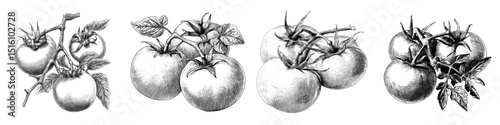 Modern illustration of three ripe tomatoes with stems in a black and white drawing style