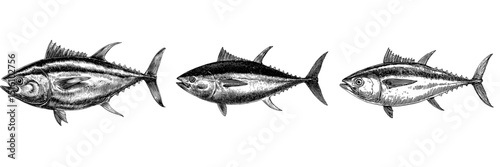 Modern illustration featuring a detailed black and white sketch of a tuna fish in profile view