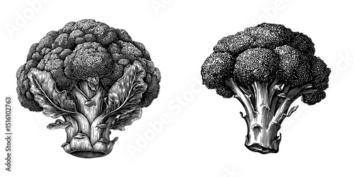 Modern illustration featuring a detailed black and white drawing of a broccoli head, presented as a botanical illustration
