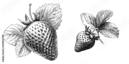 A modern illustration featuring a strawberry with intricate leaves rendered in red ink, executed in a sketch style