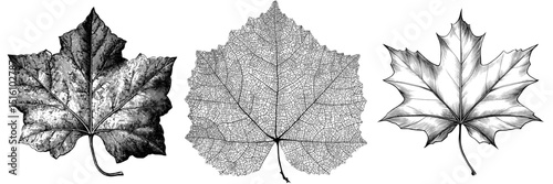 Modern illustration featuring a detailed black and white sketch of a poplar leaf