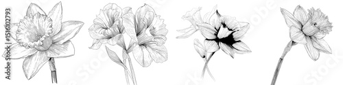 A modern illustration featuring a black and white daffodil sketch with detailed petals and stem