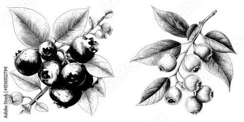 Modern illustration featuring hand-drawn blueberries accompanied by leaves rendered in blue ink