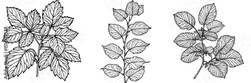 The design incorporates a hazelnut frame with accompanying branch, leaves, and fruits, rendered in a modern black and white style using ink, suitable for labels and logos