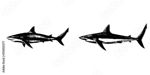 The illustration features a shark drawn by hand in a vintage black and white aesthetic