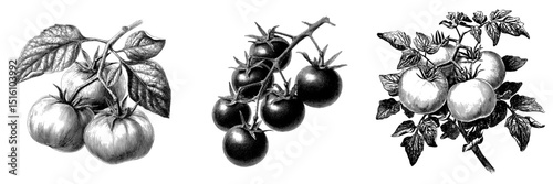 Black and White Vintage Engraving of Fresh Tomatoes on a Branch
