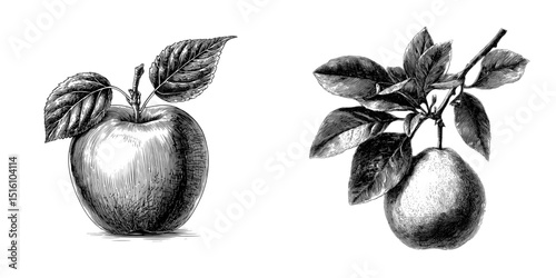 The modern illustration features a detailed sketch of an apple, including its leaves and stem, in black and white, with a vintage twist