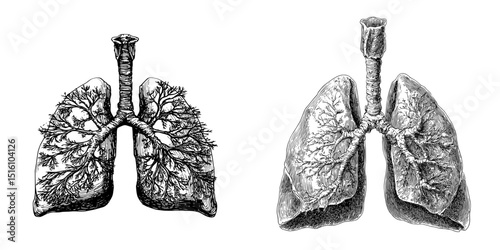 A detailed line art style modern illustration of human lungs complete with the trachea in monochrome