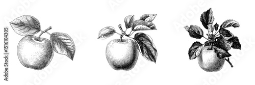 A classic illustration is represented by a black and white sketch of an apple with detailed leaves, also considered a modern illustration