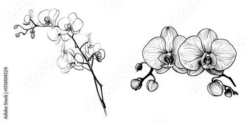 A monochrome illustration of orchid flowers, created in line art, is perfect for wedding invitations