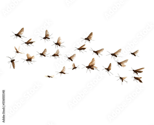 Swarm of insects in flight