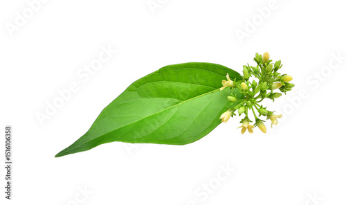 Gymnema inodorum leaf or Gurmar leaf,Moringa leaves with flowers,High in antioxidants.PNG.