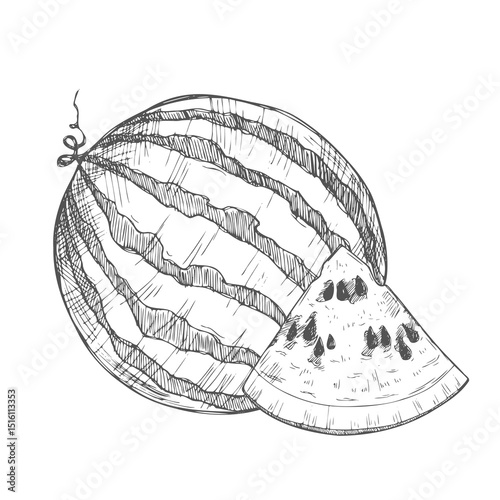 Hand drawn sketch style watermelons and watermelon slices.