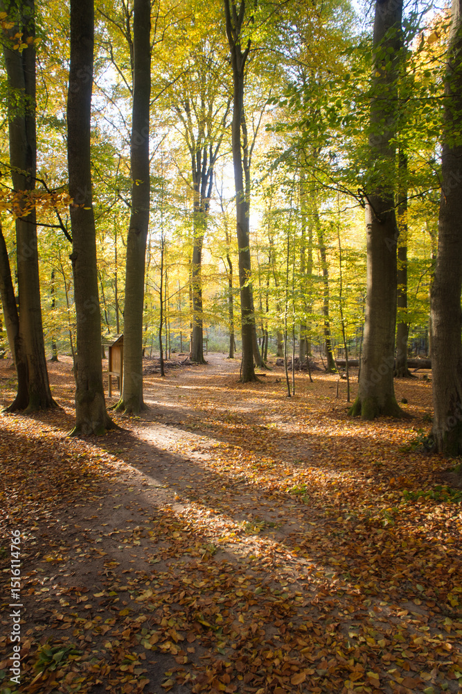 Fototapeta premium An autumnal forest flooded with warm sunlight. Golden leaves glow. Nature photo