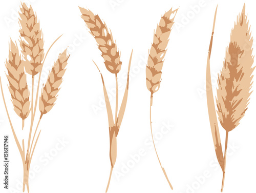 Golden wheat ears, ripe grain for harvest, isolated on a white background