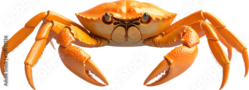Isolated on a white background, a vibrant red cooked crab with prominent claws offers a delicious seafood meal