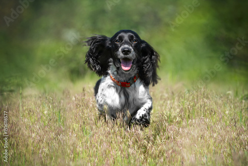 A cheerful hunting dog spaniel with long ears runs on green grass. A walk with a hunting dog outside the city. Hunting dogs.