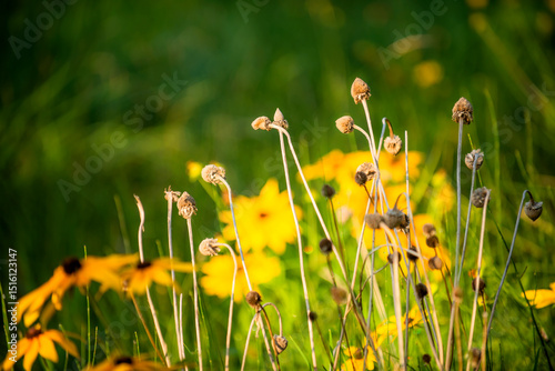 Summer blooming heavenly chrysanthemum, close-up of nature, plants, and flowers