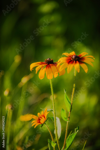 Summer blooming heavenly chrysanthemum, close-up of nature, plants, and flowers
