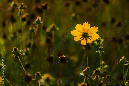 Summer blooming heavenly chrysanthemum, close-up of nature, plants, and flowers