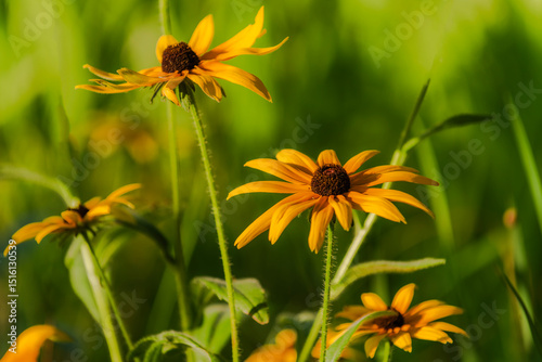 Summer blooming heavenly chrysanthemum, close-up of nature, plants, and flowers