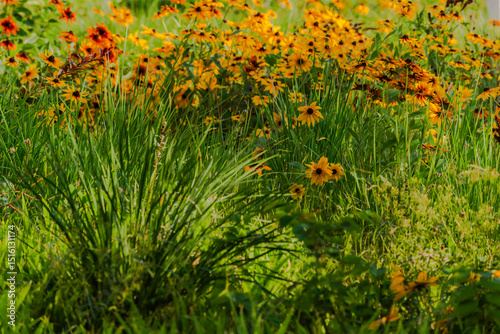 Summer blooming heavenly chrysanthemum, close-up of nature, plants, and flowers