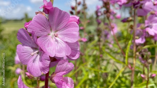General stock - gardening. ..Malva sylvestris - common mallow, in bloom. ..Spring, May, flower, pink, flowers, flowering, garden, sunny, day, plant portrait,